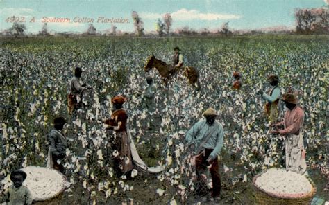 Phil Beard: Cotton Cultivation on Postcards