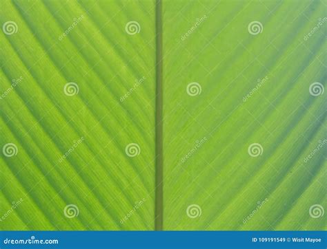 Green Banana Leaf Background Abstract. Stock Image - Image of backdrop, environment: 109191549