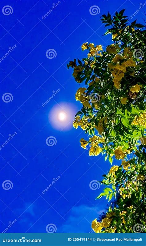 Moonlight in the Wild Forest Stock Photo - Image of shrub, night: 255419144