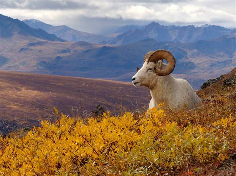 Denali National Park and Preserve. https://www.facebook.com/MultiListingServiceUSA/photos/pc ...