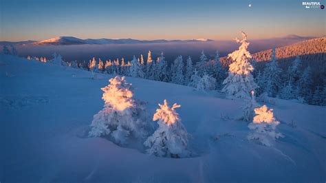 forest, winter, Spruces, Ukraine, Snowy, Carpathian Mountains - Beautiful views wallpapers ...