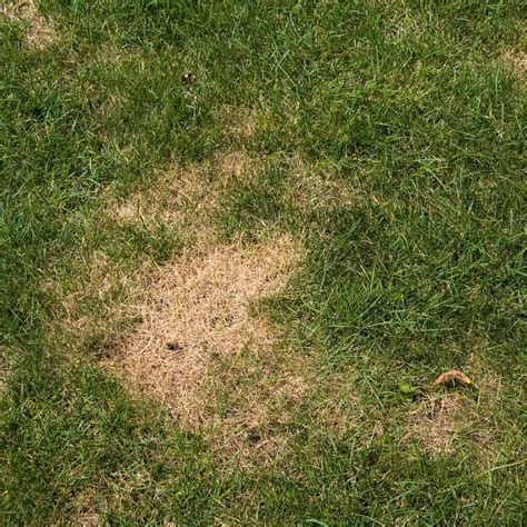 Why Are There Brown Spots On My Lawn? | The Family Handyman