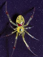 Animal A Day!: Happy Face Spider