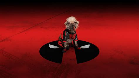 3840x2160 Resolution Deadpool Dog 4K Wallpaper - Wallpapers Den