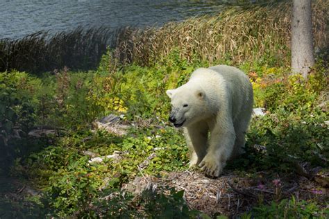 Meet the Bears: Visit the Cochrane Polar Bear Habitat - Northeastern ...