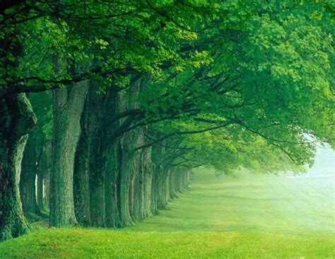 Nature Trees Line - Nature Photography Wallpaper