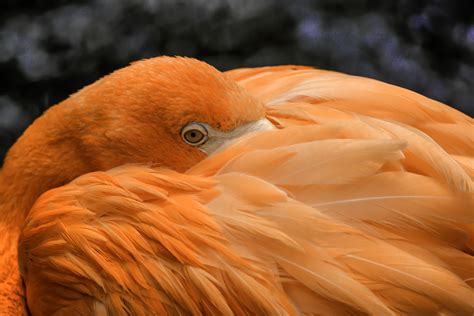 Close up photography of orange bird, flamingo HD wallpaper | Wallpaper Flare