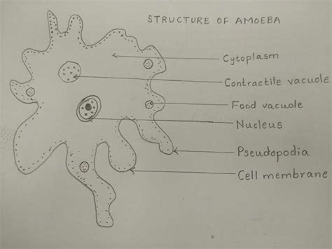 Fantastic Tips About How To Draw Biology Diagrams - Motorstep