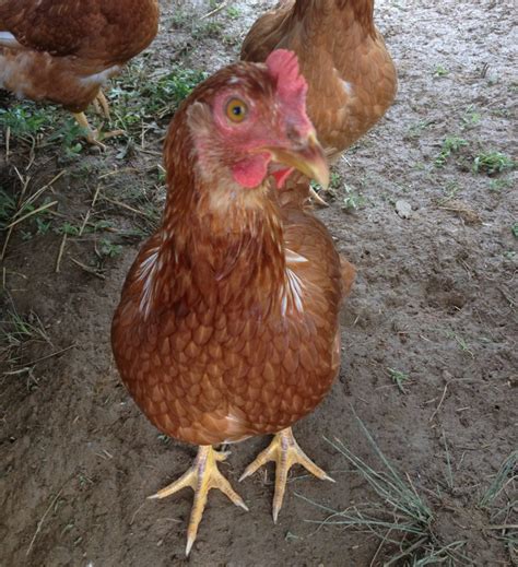 Golden Comet Chicken - Old World Garden Farms