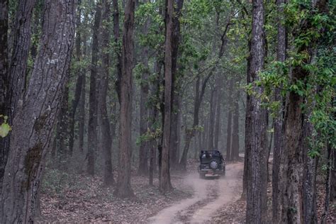 Flora & Fauna of Kanha of Kanha National park