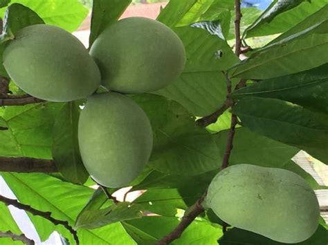 Planting Paw Paw Seeds | Asimina triloba | Paw paw seeds, Paw paw tree, Food forest