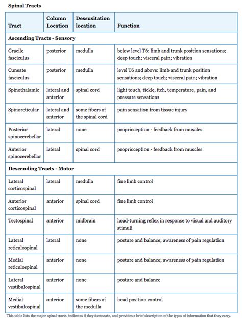 Spinal Cord | Anatomy and Physiology I