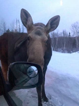 Minnesota moose count shows population remains stable | WTIP