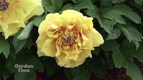 Adelman Peony Gardens - YouTube