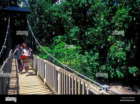 wooden suspension bridge, footbridge, Guadeloupe National Park, Parc ...