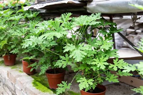 How To Care For Citronella Plant - Gardening Dream