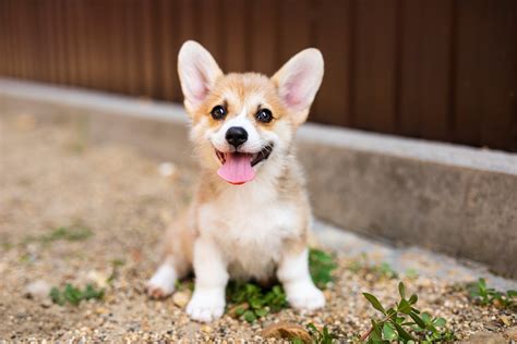 Mini Corgis: Everything You Need To Know - Stumps and Rumps