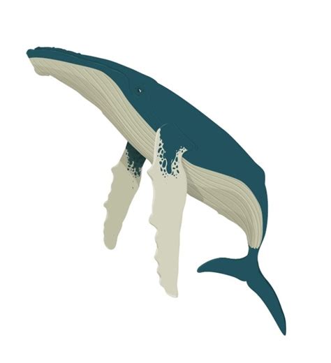 Humpback Whale Vector at GetDrawings | Free download