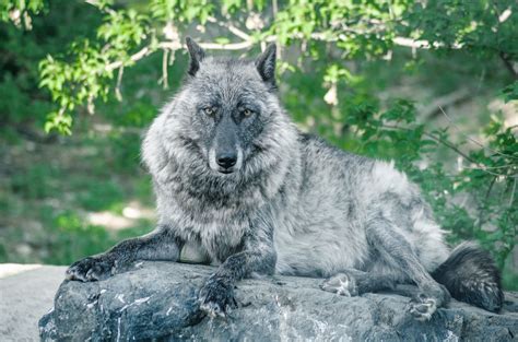 Grey Wolves - The Grey Wolves at the International Wolf Center, Minnesota. #WOLF#greywolf | Grey ...