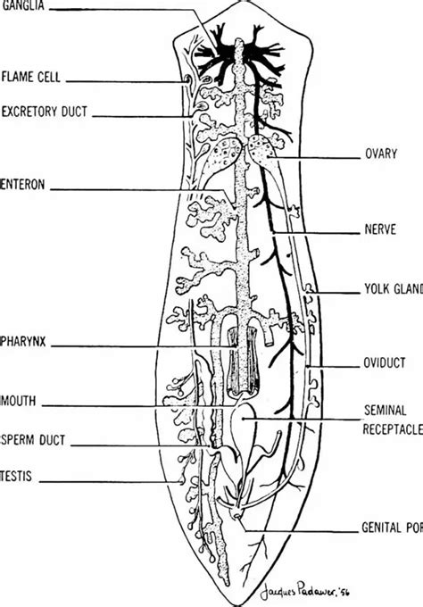 Class Turbellaria - Characteristics, Habitat, Reproduction/Life Cycle