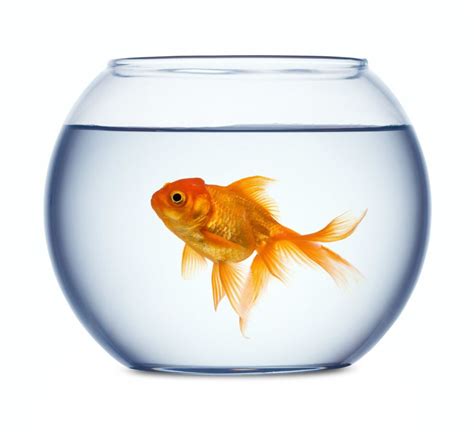 Goldfish can remember way more than the past three seconds. | Goldfish ...