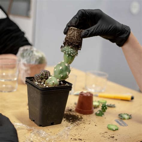 Introduction to grafting cacti - Mediamatic