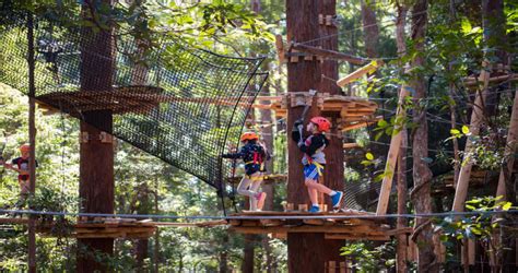 Children's Treetop Adventure Course - Coffs Harbour - Adrenaline