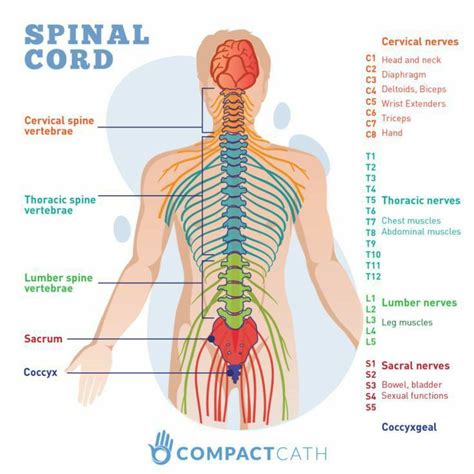 Pin by Vijay Kumar on NERVOUS SYSTEM in 2021 | Spinal cord injury nursing, Spinal cord, Spinal ...