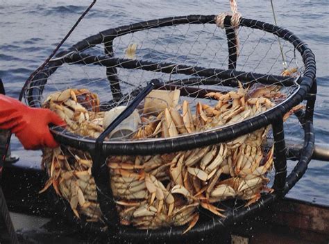 Dungeness Crab Fishery Update Nov 2021 | Westernbass.com