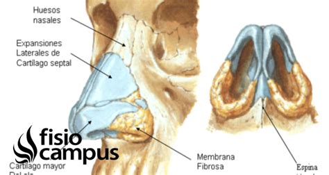 Nasal | Qué es, significado, dónde está, para qué sirve y lesiones