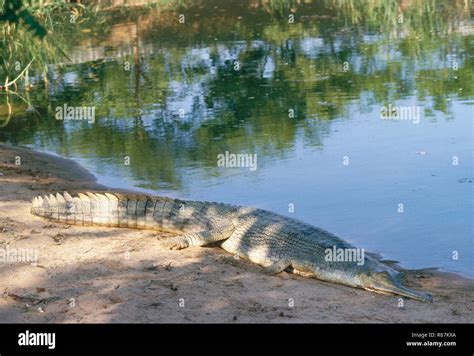 Reptiles, crocodiles, alligators gharial (gavialis gangeticus), dighpur andaman and nicobar ...