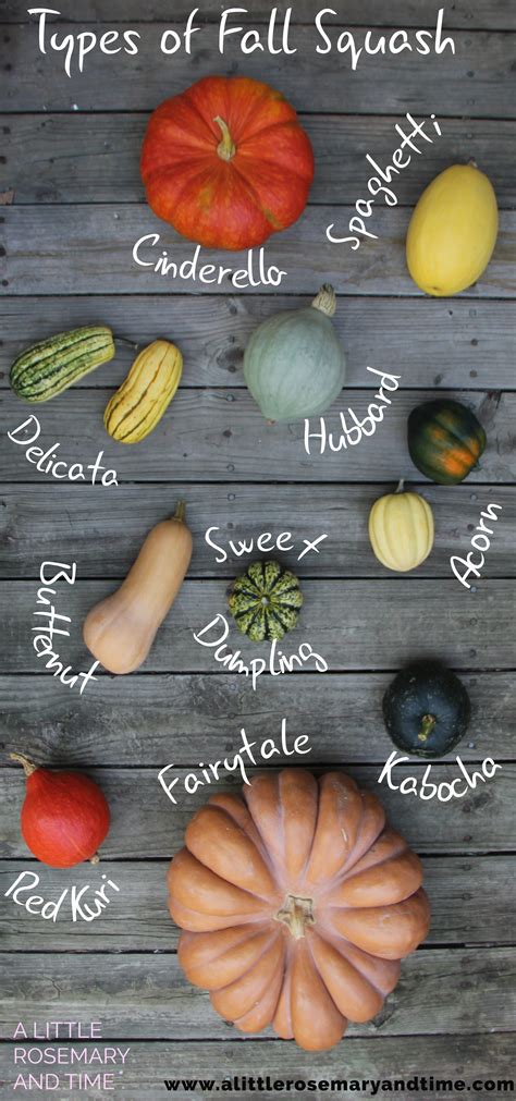 Types of squash - raserbug