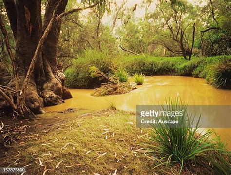 Coolabah Tree Photos and Premium High Res Pictures - Getty Images