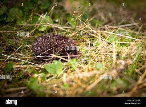 Baby European Hedgehog (Erinaceus europaeus) in grass Stock Photo - Alamy