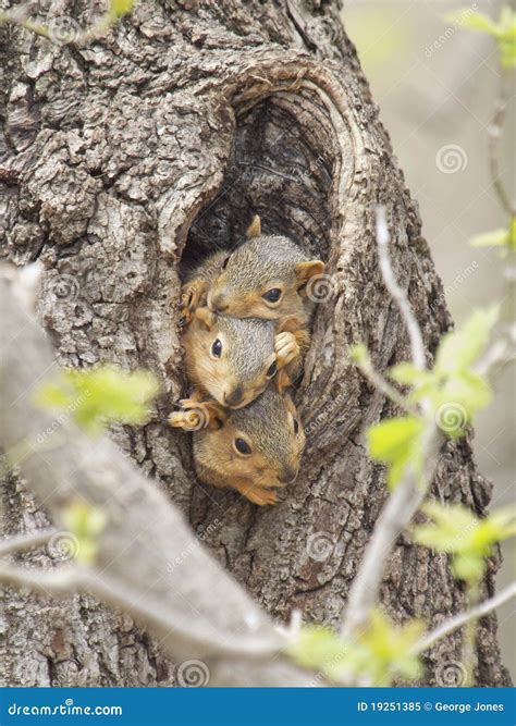 Three baby fox squirrels stock image. Image of pest, eastern - 19251385