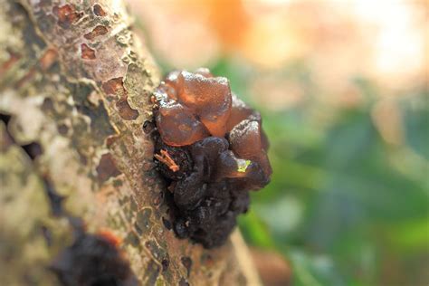 Jelly Fungi – wildlifemacro