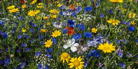 Best wildflower meadow seed mixes - Which?