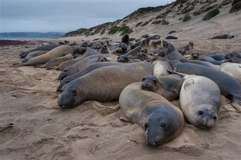 Elephant Seals at Ano Nuevo State Park, California [OC] [1600x1063] : AnimalPorn