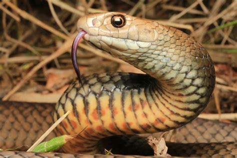 Eastern Brown Snake - South East Snake Catcher - Gold Coast