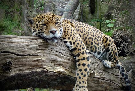 Little Critterz: Animal Profile: Amur Leopard