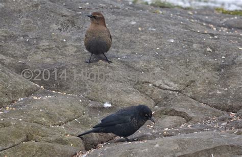 High Virginia Outdoors: Rusty Blackbird Spring Migration Blitz