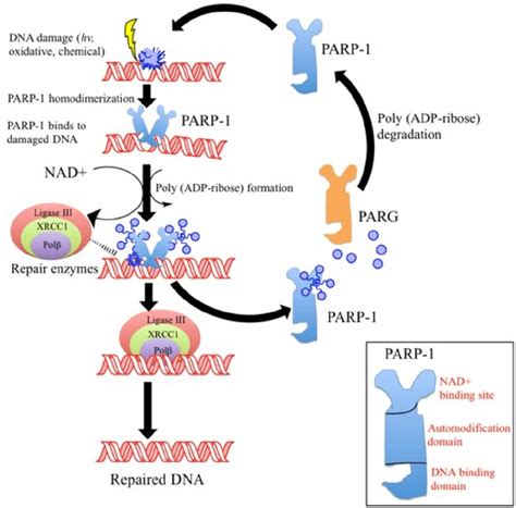 Role of PARP1 in DNA repair: DNA damage activates PARP1 enzyme... | Download Scientific Diagram