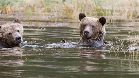 Yellowstone National Park Visitor: 'Train Your Bears' | TravelPulse