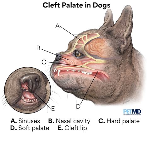 Cleft Palate in Dogs | PetMD