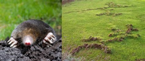 Moles in the lawn | The Other Side Lawn Service | Lawn Treatment