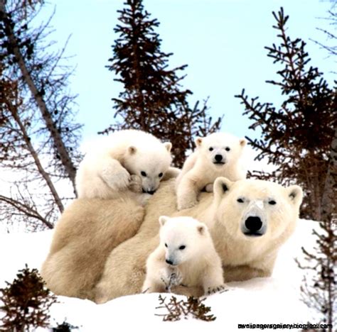 Baby Polar Bears Playing In Snow | Wallpapers Gallery