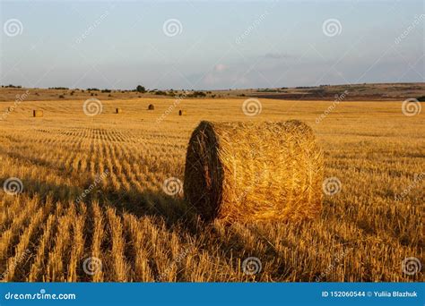 Straw Bales in the Golden Meadow and Blue Clear Sky at Sunset Stock ...