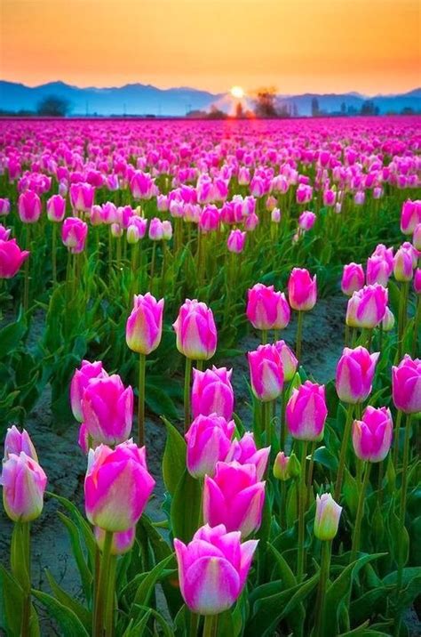 Tulip Field Sunset, Skagit Valley