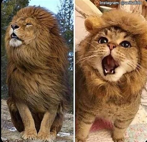 lion-cat Memes - Imgflip