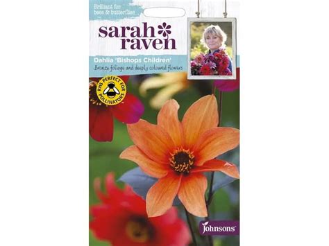 SARAH RAVEN DAHLIA BISHOPS CHILDREN SEEDS - Seeds - Tates